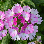 Verbena Vera Pink Bicolor